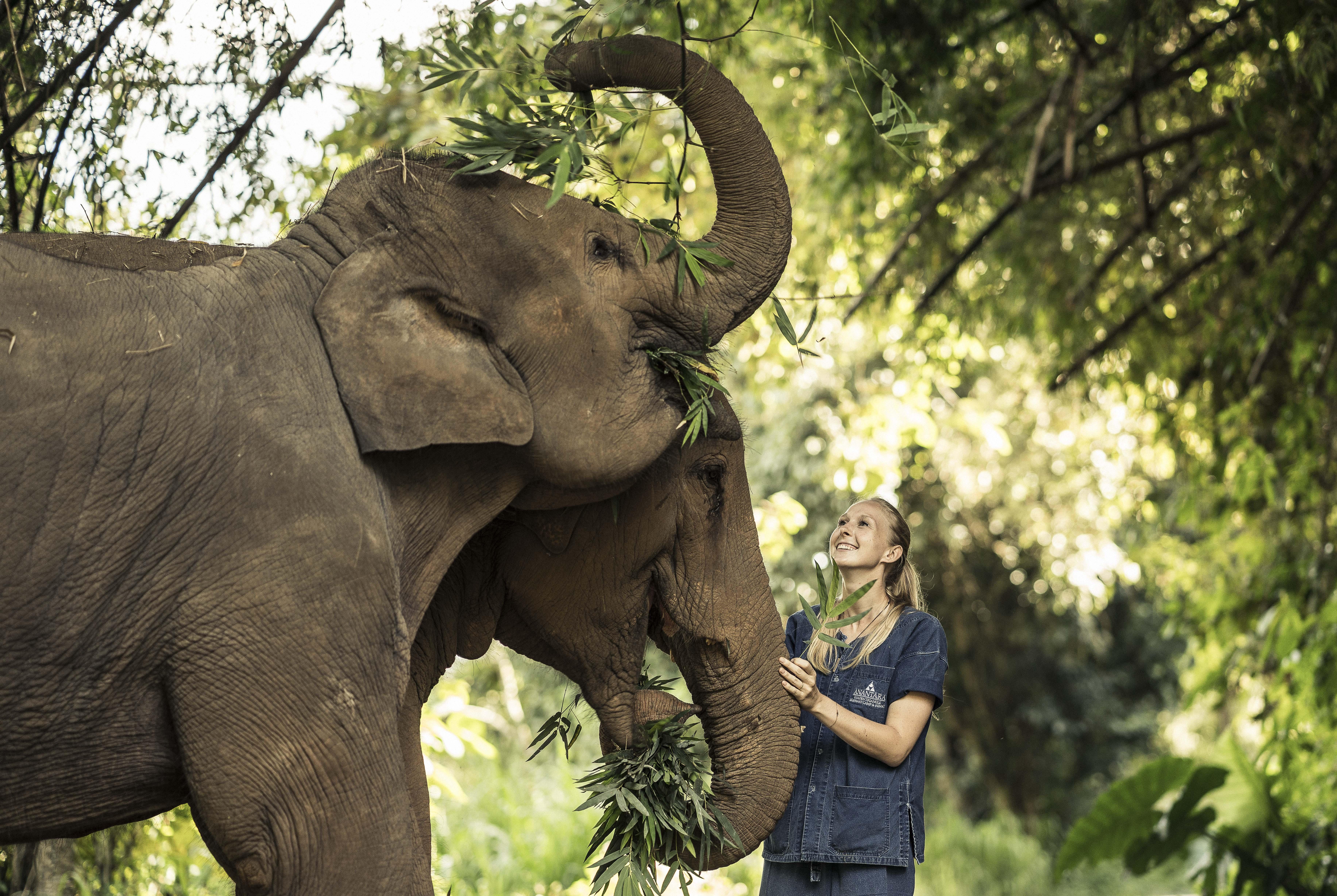 Anantara Golden Triangle Elephant Camp & Resort Чіанграй Екстер'єр фото